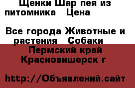 Щенки Шар пея из питомника › Цена ­ 25 000 - Все города Животные и растения » Собаки   . Пермский край,Красновишерск г.